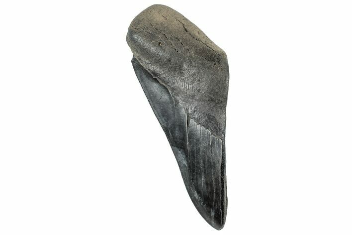 Partial Fossil Megalodon Tooth - South Carolina #320682